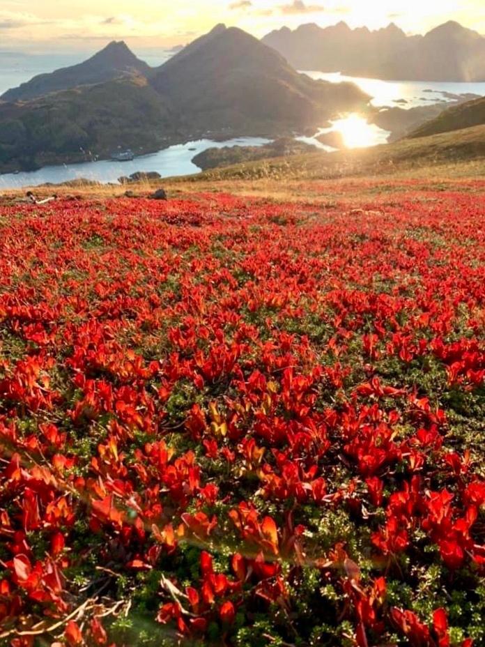 Lofoten And Vesteralen Kveldro Myrland Eksteriør billede